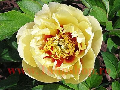 Bulbi Bujori Prairie Charm (Paeonia); Plantarea se face in perioada martie-aprilie. Va inflori in perioada aprilie-mai. Prefera locurile umbrite si semiumbrite. Inaltimea maxima 60-90 cm.  STOC EPUIZAT!
