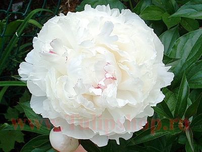 Bulbi Bujori Shirley Temple (Paeonia); Plantarea se face in perioada martie-aprilie. Va inflori in perioada mai-iunie. Prefera locurile umbrite si semiumbrite. Inaltimea maxima 60-80 cm.  STOC EPUIZAT!
