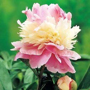 Bulbi Bujori Sorbet (Paeonia); Plantarea se face in perioada martie-aprilie. Va inflori in perioada mai-iunie. Prefera locurile umbrite si semiumbrite. Inaltimea maxima 60-100 cm.  STOC EPUIZAT!
