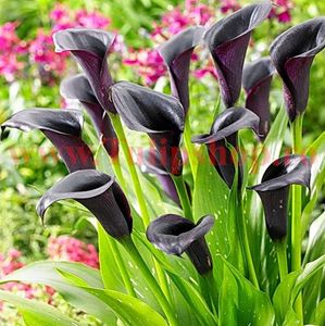 Bulbi Cala Odessa (Zantedeschia); Plantarea in perioada mar-apr. Va inflori in perioada iunie-august. Prefera locurile insorite, dar se descurca si in cele semiumbrite. Inaltimea maxima 40-60 cm. Marime bulb 14/+. STOC EPUIZAT!
