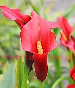 Bulbi Cala Red Alert (Zantedeschia); Plantarea in perioada mar-apr. Va inflori in perioada iunie-august. Prefera locurile insorite, dar se descurca si in cele semiumbrite. Inaltimea maxima 40-60 cm. Marime bulb 14/+. STOC EPUIZAT!
