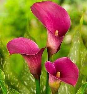 Bulbi Cala Rose Queen (Zantedeschia); Plantarea in perioada mar-apr. Va inflori in perioada iunie-august. Prefera locurile insorite, dar se descurca si in cele semiumbrite. Inaltimea maxima 30-40 cm. Marime bulb 16/18. STOC EPUIZAT!
