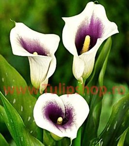Bulbi Cala Picasso (Zantedeschia); Plantarea in perioada mar-apr. Va inflori in perioada iunie-august. Prefera locurile insorite, dar se descurca si in cele semiumbrite. Inaltimea maxima 40-60 cm. Marime bulb 14/+. STOC EPUIZAT!
