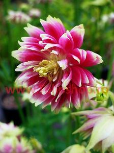 Bulbi Caldarusa Nora Barlow (Aquilegia); Plantarea se face in perioada martie-aprilie. Va inflori in perioada mai-iulie. Prefera locurile semiumbrite. Inaltimea maxima 50-70 cm. STOC EPUIZAT!
