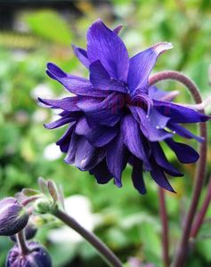 Bulbi Caldarusa Blue Barlow (Aquilegia); Plantarea se face in perioada martie-aprilie. Va inflori in perioada mai-iulie. Prefera locurile semiumbrite. Inaltimea maxima 50-70 cm. STOC EPUIZAT!

