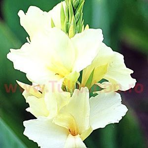Bulbi Canna Alaska; Plantarea se face in perioada martie-mai. Va inflori in perioada iunie-septembrie. Prefera locurile insorite, dar se descurca si in cele semiumbrite. Inaltimea maxima 90-100 cm. STOC EPUIZAT!
