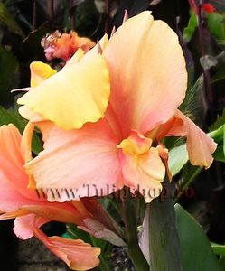 Bulbi Canna Apricot Dream; Plantarea se face in perioada martie-mai. Va inflori in perioada iunie-septembrie. Prefera locurile insorite, dar se descurca si in cele semiumbrite. Inaltimea maxima 80-100 cm. STOC EPUIZAT!
