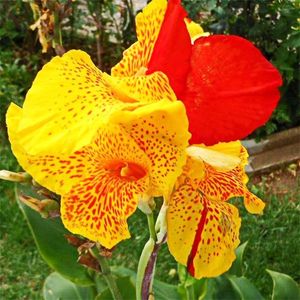 Bulbi Canna Cleopatra; Plantarea se face in perioada martie-mai. Va inflori in perioada iunie-septembrie. Prefera locurile insorite, dar se descurca si in cele semiumbrite. Inaltimea maxima 120-150 cm. STOC EPUIZAT!
