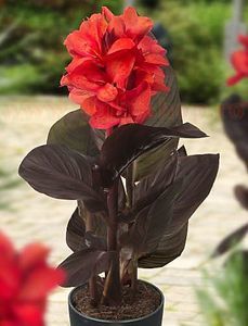 Bulbi Canna Happy Julia; Plantarea se face in perioada martie-mai. Va inflori in perioada iunie-septembrie. Prefera locurile insorite, dar se descurca si in cele semiumbrite. Inaltimea maxima 40-50 cm. STOC EPUIZAT!
