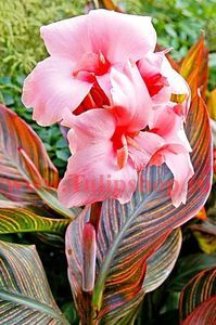 Bulbi Canna Pink Sunburst; Plantarea se face in perioada martie-mai. Va inflori in perioada iunie-septembrie. Prefera locurile insorite, dar se descurca si in cele semiumbrite. Inaltimea maxima 60-80 cm. STOC EPUIZAT!
