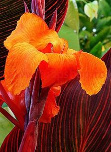 Bulbi Canna Tropicana; Plantarea se face in perioada martie-mai. Va inflori in perioada iunie-septembrie. Prefera locurile insorite, dar se descurca si in cele semiumbrite. Inaltimea maxima 100-120 cm. STOC EPUIZAT!
