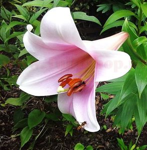 Bulbi Crin Bell Song (Lilium); Plantarea se face in perioada mar-apr. Va inflori in perioada iun-aug. Prefera locurile insorite,dar se descurca si in cele semiumbrite. Inaltimea maxima 100-120 cm. Marime bulb 16/18. STOC EPUIZAT!
