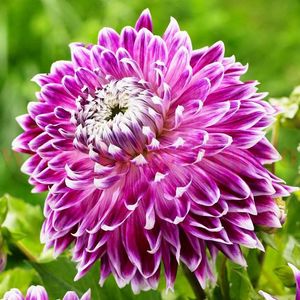 Bulbi Dalia Vancouver (Gherghina); Plantarea se face in perioada martie-aprilie. Va inflori in perioada iulie-octombrie. Prefera locurile insorite sau semiumbrite. Inaltimea maxima 80-100 cm. STOC EPUIZAT!
