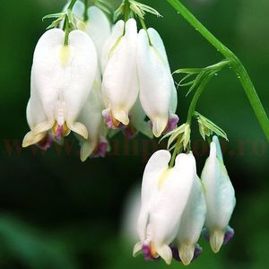 Bulbi Dicentra Formosa Aurora (Cerceii Doamnei); Plantarea se face in perioada martie-aprilie. Va inflori in perioada mai-iulie. Prefera locurile umbrite sau semiumbrite. Inaltimea maxima 60-70 cm. STOC EPUIZAT!
