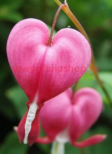 Bulbi Dicentra Spectabilis (Cerceii Doamnei); Plantarea se face in perioada martie-aprilie. Va inflori in perioada mai-iulie. Prefera locurile umbrite sau semiumbrite. Inaltimea maxima 60-70 cm. STOC EPUIZAT!
