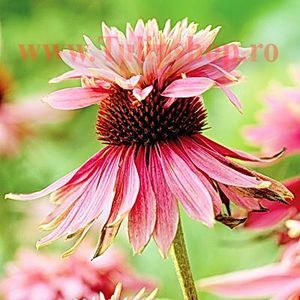 Bulbi Echinacea Double Decker; Plantarea se face in perioada martie-aprilie. Va inflori in perioada iunie-septembrie. Prefera locurile insorite sau semiumbrite. Inaltimea maxima 60-90 cm. STOC EPUIZAT!
