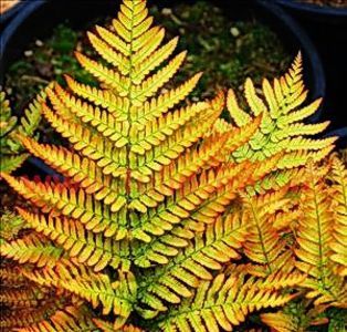 Bulbi Feriga Brilliance; Plantarea se face in perioada martie-aprilie. Prefera locurile umbrite sau semiumbrite. Inaltimea maxima 30-40 cm. STOC EPUIZAT!
