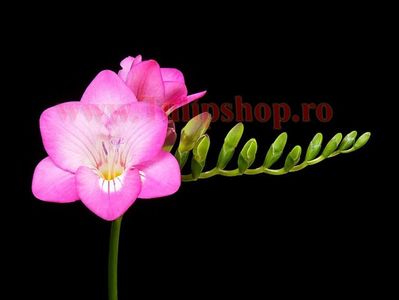Bulbi Frezie Dubla Roz; Plantarea se face in perioada martie-aprilie. Va inflori in perioada iulie-septembrie. Prefera locurile insorite sau semiumbrite. Inaltimea maxima 30-50 cm. Marime bulb 5/+. STOC EPUIZAT!
