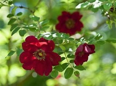 rosa moyesii geranium