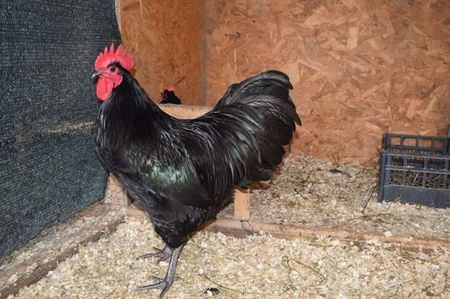 Australorp Negru Matca 2018