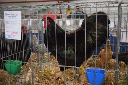 Australorp Negru Gherla 2017 - 96p