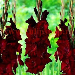 Bulbi Gladiole Black Star; Plantarea se face in perioada martie-aprilie. Va inflori in perioada iunie-august. Prefera locurile insorite sau semiumbrite. Inaltimea maxima 100-120 cm. Marime bulb 12/14. STOC EPUIZAT!
