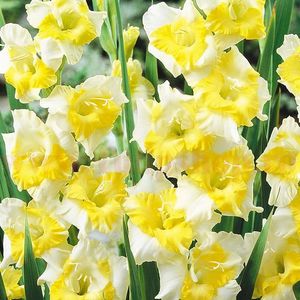 Bulbi Gladiole Buggy; Plantarea se face in perioada martie-aprilie. Va inflori in perioada iunie-august. Prefera locurile insorite sau semiumbrite. Inaltimea maxima 100-120 cm. Marime bulb 12/14. STOC EPUIZAT!
