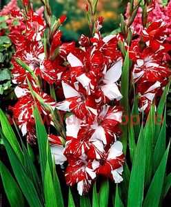 Bulbi Gladiole Zizanie; Plantarea se face in perioada martie-aprilie. Va inflori in perioada iunie-august. Prefera locurile insorite sau semiumbrite. Inaltimea maxima 130-140 cm. Marime bulb 12/14. STOC EPUIZAT!
