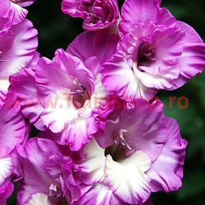 Bulbi Gladiole Nairoby Ruffle; Plantarea se face in perioada martie-aprilie. Va inflori in perioada iunie-august. Prefera locurile insorite sau semiumbrite. Inaltimea maxima 100-120 cm. Marime bulb 12/14. STOC EPUIZAT!

