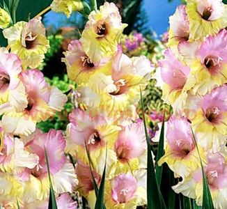 Bulbi Gladiole Mon Amour; Plantarea se face in perioada martie-aprilie. Va inflori in perioada iunie-august. Prefera locurile insorite sau semiumbrite. Inaltimea maxima 100-120 cm. Marime bulb 12/14. STOC EPUIZAT!
