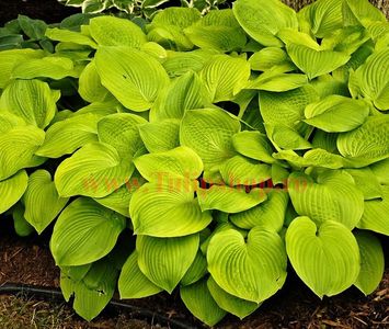 Bulbi Hosta August Moon (Crin toamna.); Prefera locurile umbrite sau semiumbrite. Inaltimea maxima 30-40 cm. STOC EPUIZAT!
