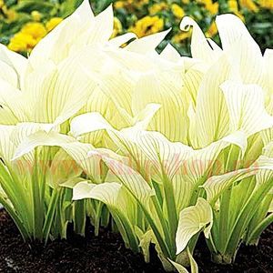 Bulbi Hosta White Feather (Crin toamna); Prefera locurile umbrite sau semiumbrite. Inaltimea maxima 30-40 cm. STOC EPUIZAT!
