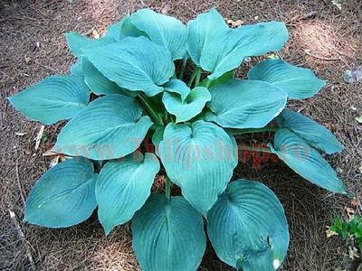 Bulbi Hosta Blue Angel (Crin toamna); Prefera locurile umbrite sau semiumbrite. Inaltimea maxima 30-40 cm. STOC EPUIZAT!
