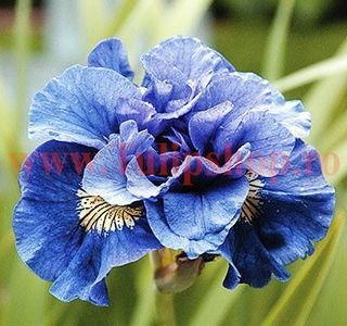 Bulbi Iris Concord Crush (Stanjenel); Plantarea se face in perioada martie-aprilie. Va inflori in perioada mai-iulie. Prefera locurile insorite, dar se descurca si in cele semiumbrite. Inaltimea maxima 70-80 cm. STOC EPUIZAT!
