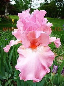 Bulbi Iris Pink Horizon (Stanjenel); Plantarea se face in perioada martie-aprilie. Va inflori in perioada mai-iulie. Prefera locurile insorite, dar se descurca si in cele semiumbrite. Inaltimea maxima 70-80 cm. STOC EPUIZAT!
