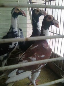 Photo1233