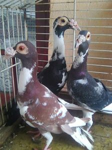 Photo1239