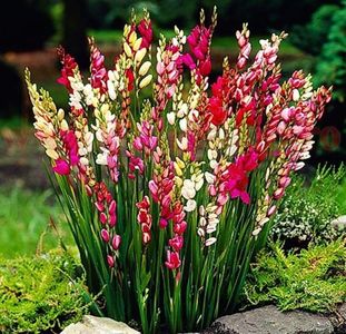 Bulbi Ixia Mix; Plantarea se face in perioada martie-aprilie. Va inflori in perioada mai-iulie. Prefera locurile insorite sau semiumbrite. Inaltimea maxima 30-40 cm. STOC EPUIZAT!
