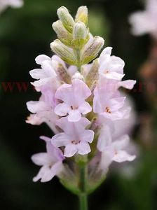 Bulbi Lavanda Elegance Pink; Plantarea se face in perioada martie-aprilie. Va inflori in perioada mai-iulie. Prefera locurile insorite sau semiumbrite. Inaltimea maxima 40-60 cm. STOC EPUIZAT!
