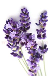 Bulbi Lavanda Sevtopolis; Plantarea se face in perioada martie-aprilie. Va inflori in perioada mai-iulie. Prefera locurile insorite sau semiumbrite. Inaltimea maxima 40-60 cm. STOC EPUIZAT!
