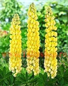 Bulbi Lupin Galben; Plantarea se face in perioada martie-aprilie. Va inflori in perioada iunie - septembrie. Prefera locurile insorite, dar se descurca si in cele semiumbrite. Inaltimea maxima 80-100 cm. STOC EPUIZAT!
