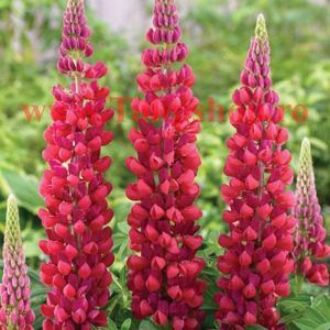 Bulbi Lupin Rosu; Plantarea se face in perioada martie-aprilie. Va inflori in perioada iunie - septembrie. Prefera locurile insorite, dar se descurca si in cele semiumbrite. Inaltimea maxima 80-100 cm. STOC EPUIZAT!

