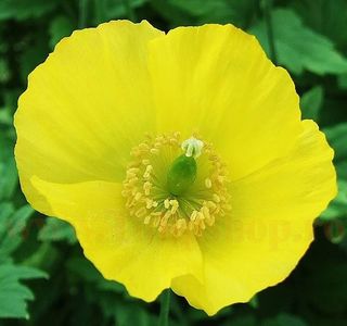 Bulbi Mac Himalayan Galben (Mekenops); Plantarea se face in perioada martie-aprilie. Va inflori in perioada mai-iunie. Prefera locurile semiumbrite. Inaltimea maxima 40-60 cm. STOC EPUIZAT!
