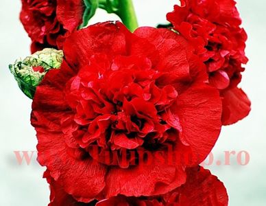 Bulbi Nalba Chaters Scarlet (Alcea); Plantarea se face in perioada martie-mai. Va inflori in perioada iunie-septembrie. Prefera locurile insorite, dar se descurca si in cele semiumbrite. Inaltimea maxima 100-150 cm. STOC EPUIZAT!

