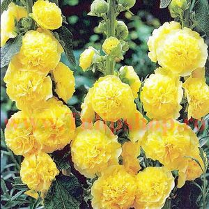 Bulbi Nalba Chaters Yellow (Alcea); Plantarea se face in perioada martie-mai. Va inflori in perioada iunie-septembrie. Prefera locurile insorite, dar se descurca si in cele semiumbrite. Inaltimea maxima 100-150 cm. STOC EPUIZAT!
