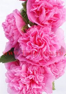 Bulbi Nalba Chaters Pink (Alcea); Plantarea se face in perioada martie-mai. Va inflori in perioada iunie-septembrie. Prefera locurile insorite, dar se descurca si in cele semiumbrite. Inaltimea maxima 100-150 cm. STOC EPUIZAT!
