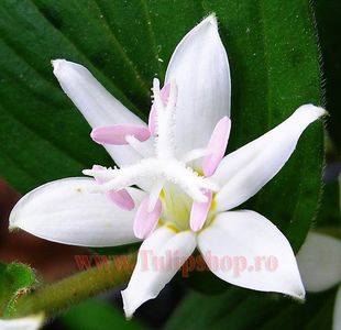 Bulbi Tricyrtis Hirta Alba (Orhidee); Plantarea se face in perioada martie-aprilie. Va inflori in perioada aprilie-mai. Prefera locurile umbrite si semiumbrite. Inaltimea maxima 50-80 cm. STOC EPUIZAT!

