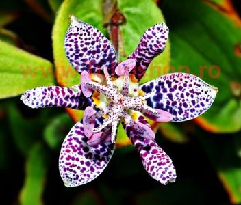 Bulbi Tricyrtis Hirta (Orhidee); Plantarea se face in perioada martie-aprilie. Va inflori in perioada aprilie-mai. Prefera locurile umbrite si semiumbrite. Inaltimea maxima 50-80 cm. STOC EPUIZAT!
