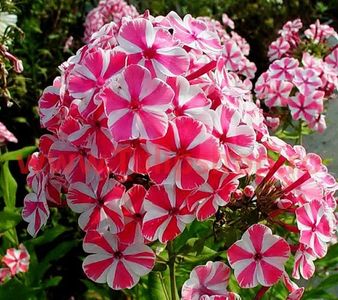 Bulbi Phlox Peppermint Twist (Phlox); Plantarea se face in perioada martie-aprilie. Va inflori in perioada iunie-septembrie. Prefera locurile insorite, dar se descurca si in cele semiumbrite. Inaltimea maxima 80-110 cm. STOC EPUIZAT!
