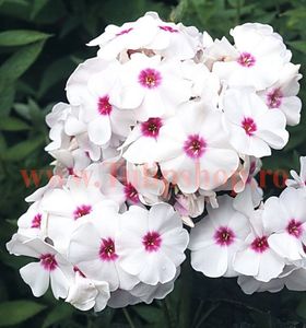 Bulbi Phlox Graf Zeppelin (Phlox); Plantarea se face in perioada martie-aprilie. Va inflori in perioada iunie-septembrie. Prefera locurile insorite, dar se descurca si in cele semiumbrite. Inaltimea maxima 80-110 cm. STOC EPUIZAT!
